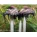 Shaggy Mane Mushrooms Culture Syringe