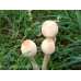 Shaggy Mane Mushrooms Culture Syringe