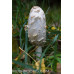 Shaggy Mane Mushrooms Culture Syringe