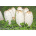 Shaggy Mane Mushrooms Culture Syringe