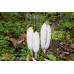 Shaggy Mane Mushrooms Culture Syringe