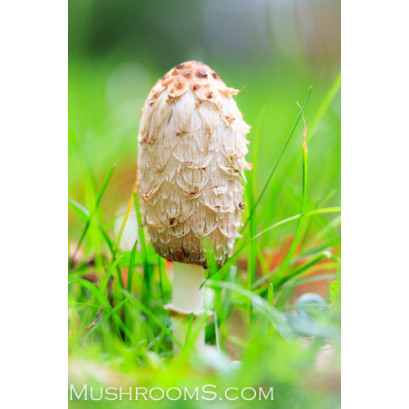 Shaggy Mane Mushrooms Culture Syringe