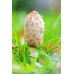 Shaggy Mane Mushrooms Culture Syringe