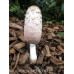 Shaggy Mane Mushrooms Culture Syringe