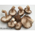 Shiitake Mushroom Spore PRINT