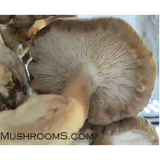 Shiitake Mushroom Spore PRINT