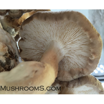 Shiitake Mushroom Spore PRINT