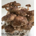 Shiitake Mushrooms Culture Syringe