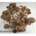 Shiitake Mushrooms Culture Syringe