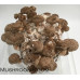 Shiitake Mushroom Spore PRINT