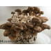 Shiitake Mushrooms Culture Syringe