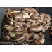 Shiitake Mushroom Spore PRINT