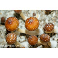 FREE PES Hawaiian Cubensis Spore Syringe