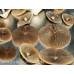 Psilocybe Mexicana var. Tampanensis Spore PRINT