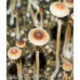 Psilocybe Mexicana var. Tampanensis Spore Syringe