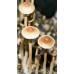 Psilocybe Mexicana var. Tampanensis Spore Syringe