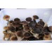 Thailand Koh Samui Super Strain Cubensis Spore PRINT