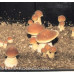 Thailand Koh Samui Super Strain Cubensis Spore PRINT