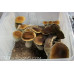 Thailand Koh Samui Super Strain Cubensis Spore PRINT