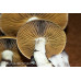 Thailand Koh Samui Super Strain Cubensis Spore PRINT