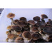 Thailand Koh Samui Super Strain Cubensis Spore PRINT