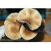 Thailand Koh Samui Super Strain Cubensis Spore PRINT