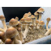 Tidal Wave Cubensis Spore Syringe