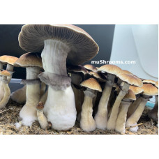 Tidal Wave Cubensis Spore Syringe