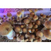 Tidal Wave Cubensis Spore Syringe