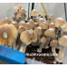 Tidal Wave Cubensis Spore PRINT