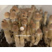 Tidal Wave Cubensis Spore Syringe