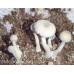 Treasure Coast Cubensis Spore PRINT