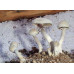 Treasure Coast Cubensis Spore Syringe