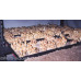 Treasure Coast Cubensis Spore Syringe