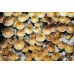 Treasure Coast Cubensis Spore Syringe