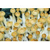 Treasure Coast Cubensis Spore Syringe