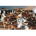 Z-Strain Cubensis Spore Syringe