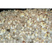 Z-Strain Cubensis Spore Syringe