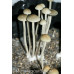 Panaeolus Cambodginiensis Sandose Spore Syringe