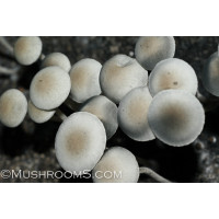 Panaeolus Cambodginiensis Sandose Spore PRINT