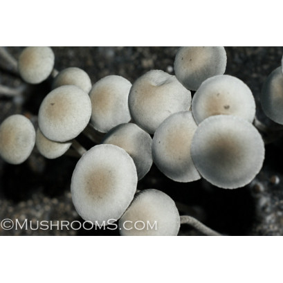 Panaeolus Cambodginiensis Sandose Spore PRINT