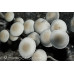 Panaeolus Cambodginiensis Sandose Spore Syringe