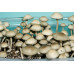 Panaeolus Cambodginiensis Thailand Spore Syringe