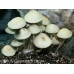 Panaeolus Cambodginiensis Thailand Spore Syringe