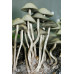 Panaeolus Cambodginiensis Thailand Spore Syringe