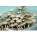 Panaeolus Cambodginiensis Thailand Spore Syringe