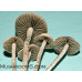 Panaeolus Cambodginiensis Thailand Goliath Spore PRINT