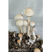 Panaeolus (Copelandia) Cyanescens KG Australia Spore Syringe