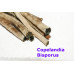 Panaeolus (Copelandia) Bisporus Spore Syringes
