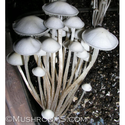 Panaeolus Cyanescens Big Island Hawaii Spore Syringe